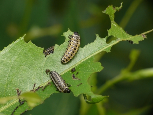 Taškuotasis gluosninukas nuotrauka