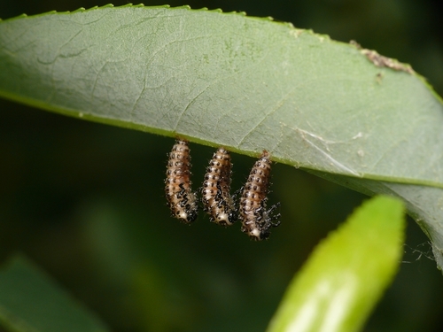 Taškuotasis gluosninukas nuotrauka