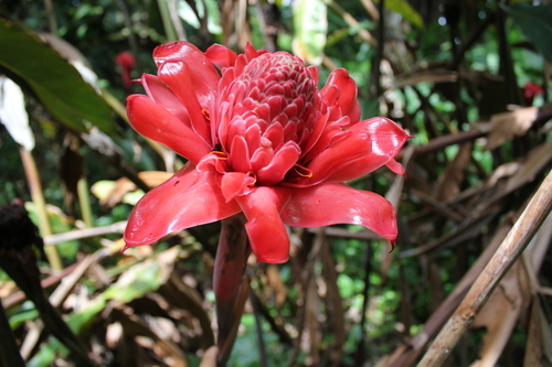 Torch ginger
