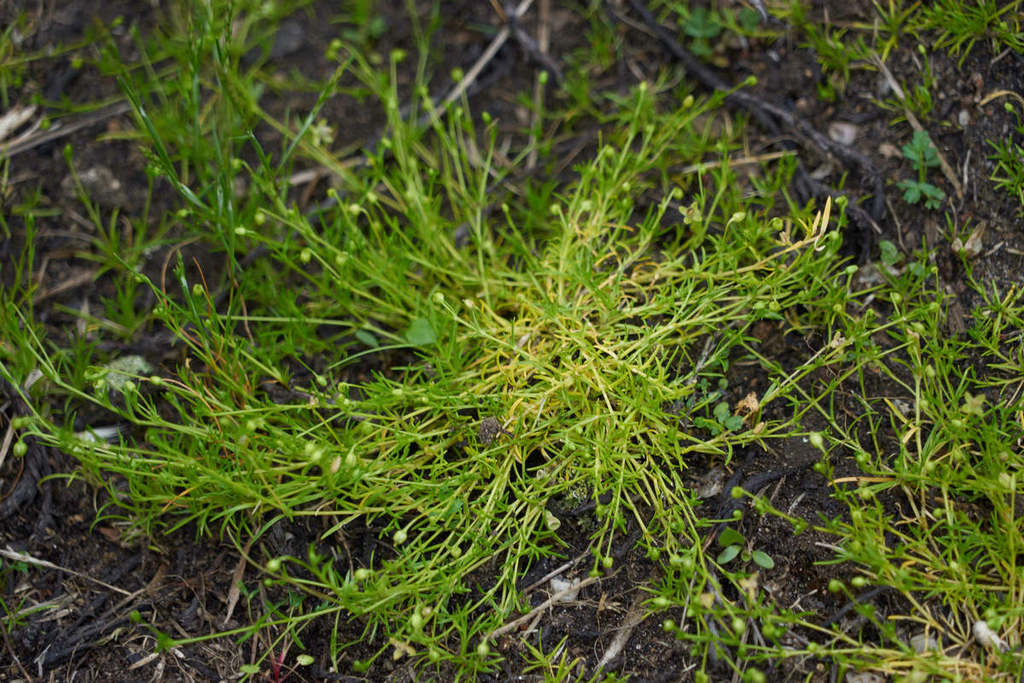 procumbent pearlwort (Hummock Island Flora) · iNaturalist