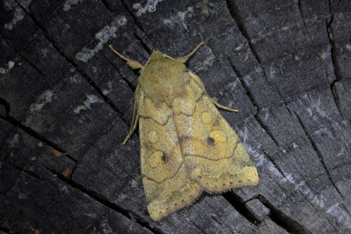 Angle-striped Sallow
