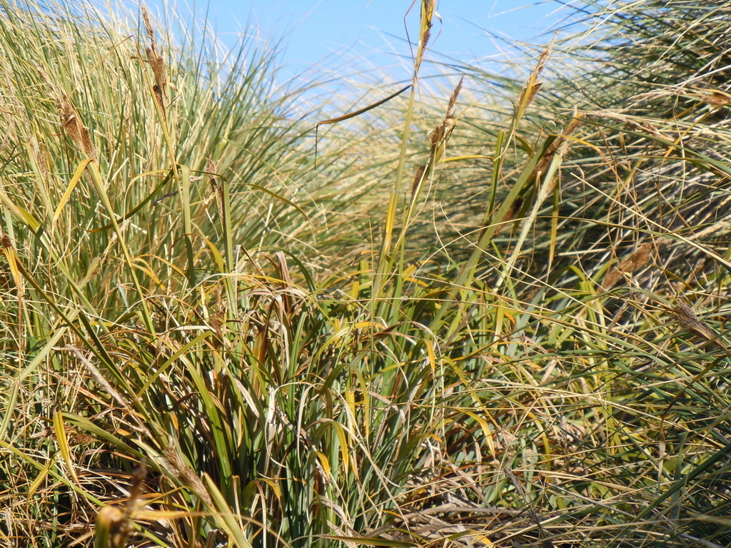 swordgrass (Hummock Island Flora) · iNaturalist
