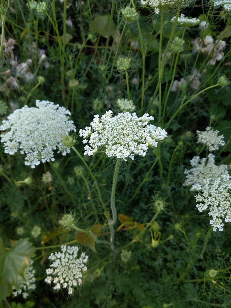 Cà rốt (Daucus carota subsp. sativus)