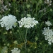 Wild Carrot - Photo (c) Michelle Layton, all rights reserved, uploaded by Michelle Layton