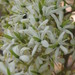 Bursaria spinosa - Photo (c) Alison Walker, כל הזכויות שמורות, הועלה על ידי Alison Walker