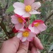 Begonia rosacea - Photo (c) ., todos los derechos reservados, subido por .