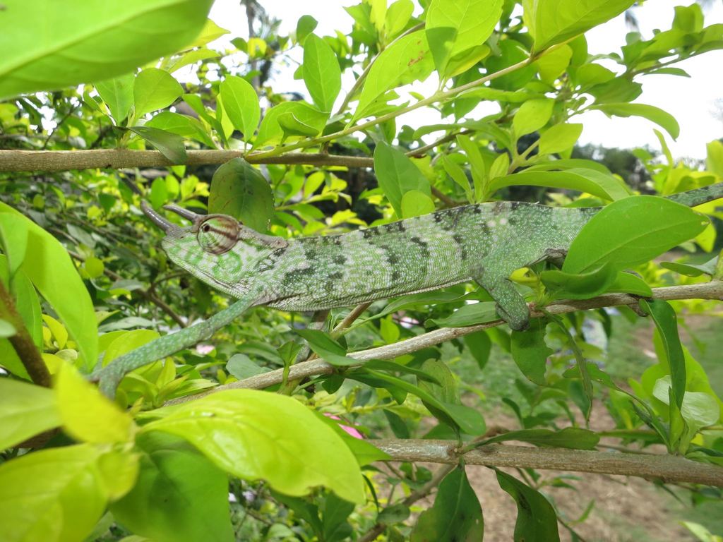 Owen's Chameleon (Trioceros oweni)
