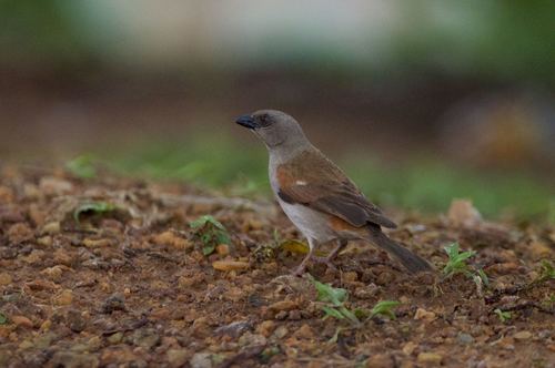 Northern Grey-headed Sparrow