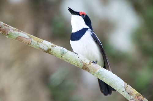 Brown-throated Wattle-eye