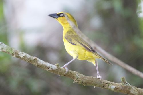 Black-necked Weaver