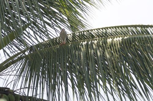Lizard Buzzard