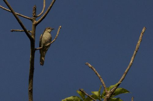 Slender-billed Greenbul