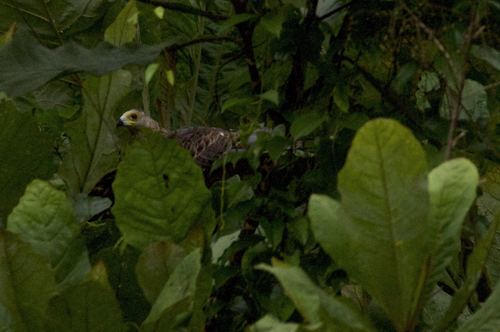 African Harrier-Hawk