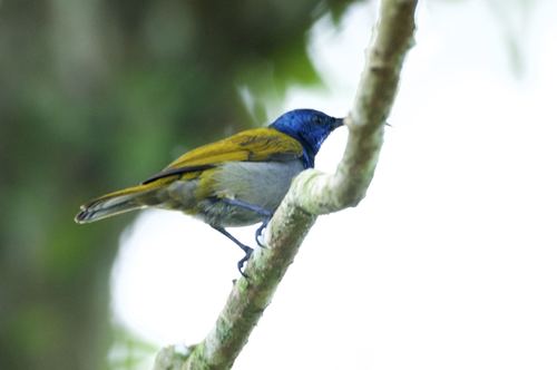 Green-headed Sunbird