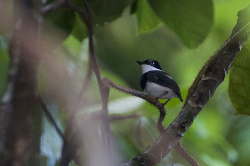 White-spotted Wattle-eye (Dyaphorophyia tonsa) photo
