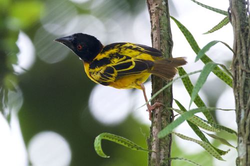 Village Weaver