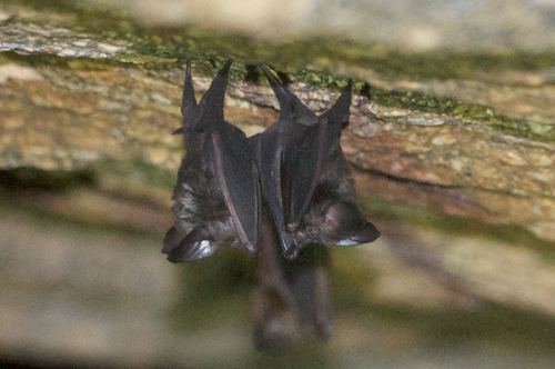 Short-tailed roundleaf bat (Hipposideros curtus) — Endangered Mammalia