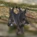 Short-tailed Roundleaf Bat - Photo (c) Johnny Wilson, all rights reserved, uploaded by Johnny Wilson