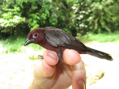 Chestnut-breasted Nigrita
