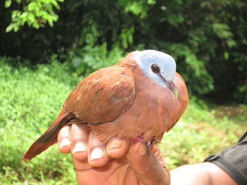 Blue-headed Wood-Dove