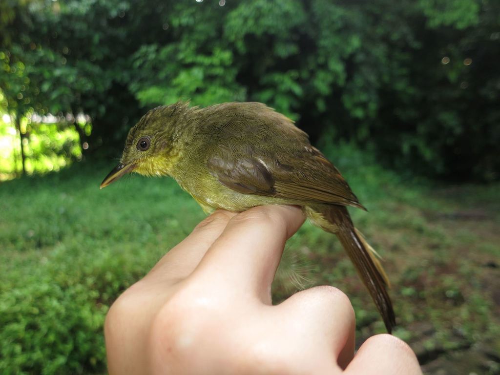 Icterine Greenbul (Phyllastrephus icterinus) photo