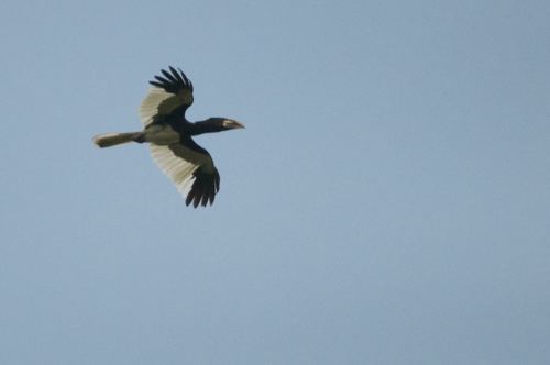 Piping Hornbill
