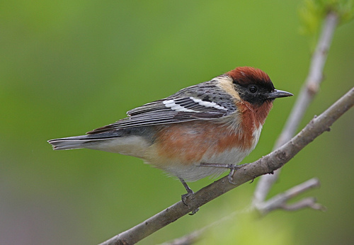 Bay-breasted Warbler photo