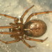 Enoplognatha caricis - Photo (c) cheins1, all rights reserved, uploaded by cheins1
