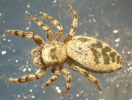 Hart's Jumping Spider