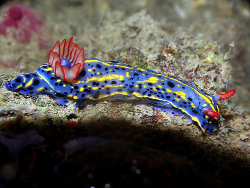 Hypselodoris festiva (A.Adams, 1861)