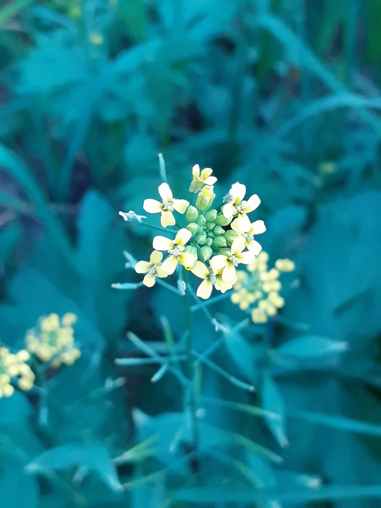 wormseed wallflower from Новоуральск, Свердловская обл., Россия on July ...