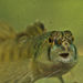 Tessellated Darter - Photo (c) Tucker101, all rights reserved, uploaded by Tucker101