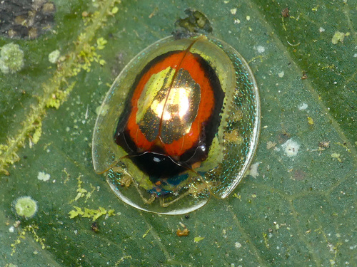 Charidotella amicula · iNaturalist Canada