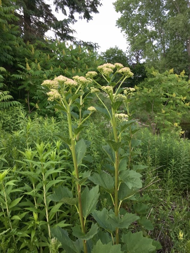 Arnoglossum reniforme (Hook.) H.Rob.