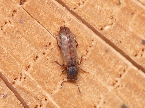 Genus Lyctus · iNaturalist