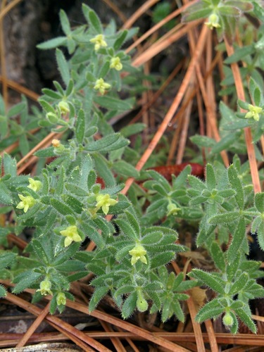 Galium californicum ssp. sierrae