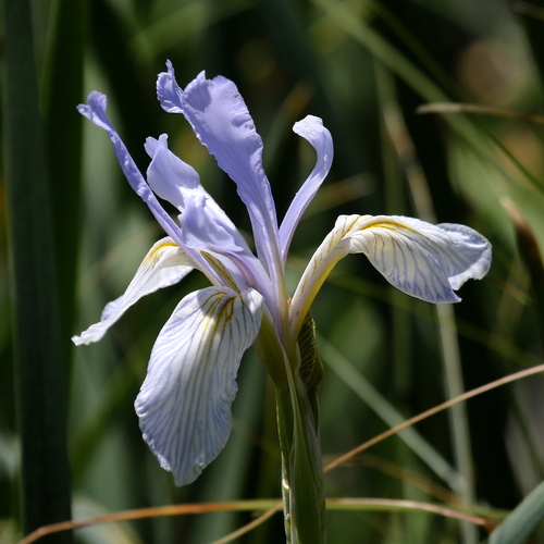 western blue flag