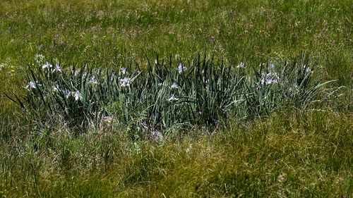 western blue flag