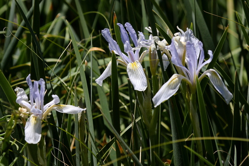 western blue flag