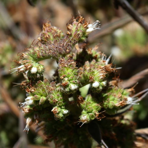 Phacelia imbricata ssp. patula