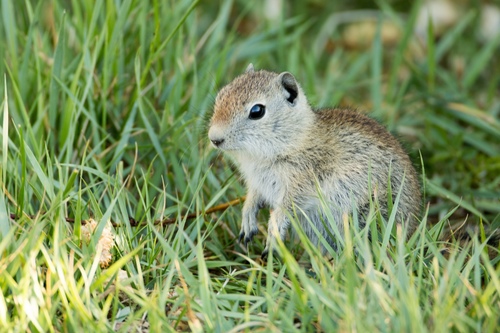Belding's Ground Squirrel
