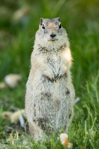 Belding's Ground Squirrel