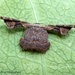 Monobolodes prunaria - Photo (c) Leonard Worthington, all rights reserved, uploaded by Leonard Worthington