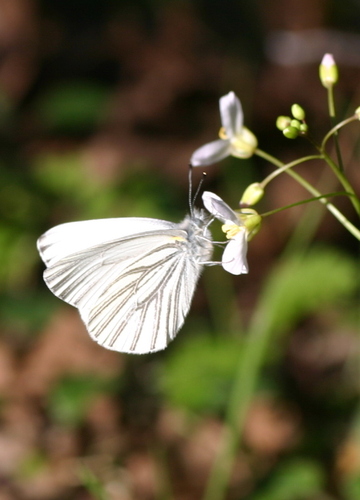 Margined White