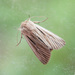 Shoulder-striped Wainscot - Photo (c) Tig, all rights reserved, uploaded by Tig