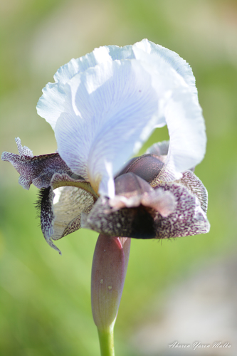 Iris hermona Dinsm.