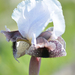 Golan Iris - Photo (c) ירון מלכה, all rights reserved, uploaded by ירון מלכה