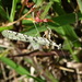Pseudopogonogaster iguaquensis - Photo 由 juan pablo henao 所上傳的 (c) juan pablo henao，保留所有權利