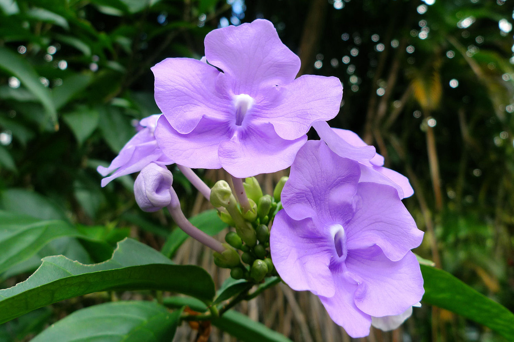 Brunfelsia pauciflora (Brunfelsia pauciflora)
