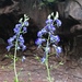 Aconitum columbianum - Photo (c) Benny &amp; The Jets, todos os direitos reservados, uploaded by Benny &amp; The Jets